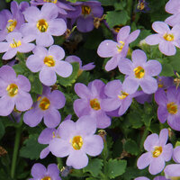 Укорененные черенки Бакопы, Sutera Grandiflora Sel® Big Blue Falls