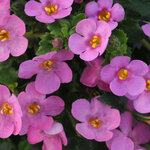 Укорененные черенки Бакопы, Sutera Grandiflora Sel® Big Pink Falls