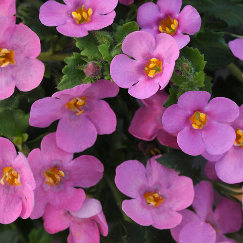 Укорененные черенки Бакопы, Sutera Grandiflora Sel® Big Pink Falls