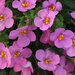 Укорененные черенки Бакопы, Sutera Grandiflora Sel® Big Pink Falls