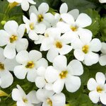 Укорененные черенки Бакопы, Sutera Grandiflora Sel® Big White Falls