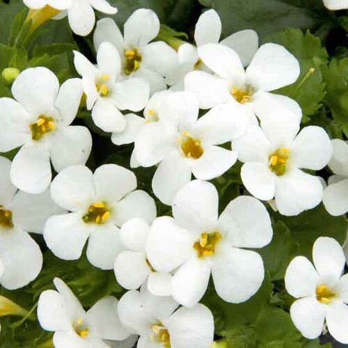 Укорененные черенки Бакопы, Sutera Grandiflora Sel® Big White Falls