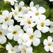 Укорененные черенки Бакопы, Sutera Grandiflora Sel® Big White Falls