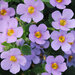 Укорененные черенки Бакопы, Sutera Grandiflora Sel® Summer Blue Falls