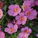 Укорененные черенки Бакопы, Sutera Grandiflora Sel® Summer Pink Falls