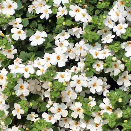 Укорененные черенки Бакопы, Sutera Grandiflora Sel® Summer White?13 Falls