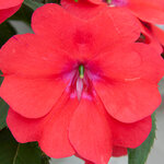 Укорененные черенки Бальзамина, Impatiens Bounce Bright Coral