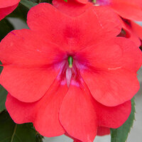 Укорененные черенки Бальзамина, Impatiens Bounce Bright Coral