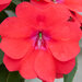 Укорененные черенки Бальзамина, Impatiens Bounce Bright Coral