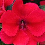 Укорененные черенки Бальзамина, Impatiens Bounce Cherry