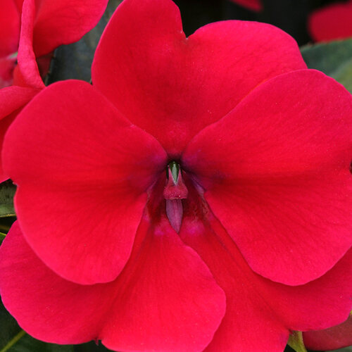 Укорененные черенки Бальзамина, Impatiens Bounce Cherry