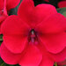 Укорененные черенки Бальзамина, Impatiens Bounce Cherry