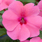 Укорененные черенки Бальзамина, Impatiens Bounce Pink