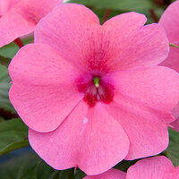 Укорененные черенки Бальзамина, Impatiens Bounce Pink