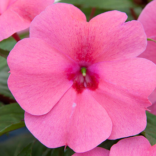 Укорененные черенки Бальзамина, Impatiens Bounce Pink