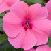 Укорененные черенки Бальзамина, Impatiens Bounce Pink