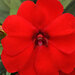 Укорененные черенки Бальзамина, Impatiens Bounce Red