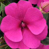 Укорененные черенки Бальзамина, Impatiens Bounce Violet