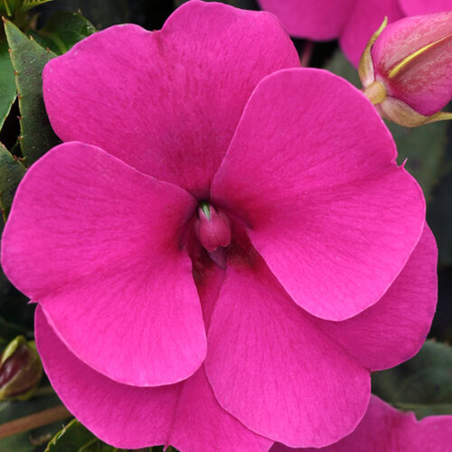 Укорененные черенки Бальзамина, Impatiens Bounce Violet