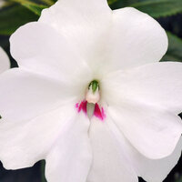 Укорененные черенки Бальзамина, Impatiens Bounce White