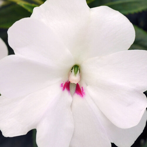 Укорененные черенки Бальзамина, Impatiens Bounce White
