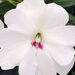 Укорененные черенки Бальзамина, Impatiens Bounce White