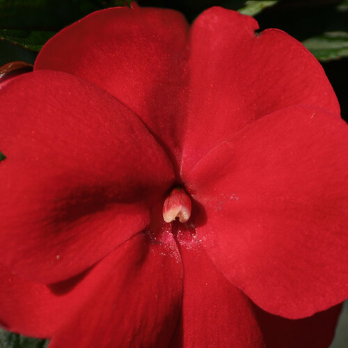 Укорененные черенки Бальзамина, Impatiens Sel® ColorPower Dark Red