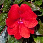 Укорененные черенки Бальзамина, Impatiens Sel® ColorPower Deep Red?15