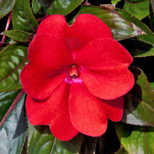 Укорененные черенки Бальзамина, Impatiens Sel® ColorPower Deep Red?15