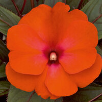 Укорененные черенки Бальзамина, Impatiens Sel® ColorPower Electric Orange KLENI05084