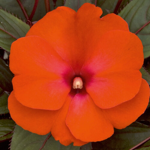 Укорененные черенки Бальзамина, Impatiens Sel® ColorPower Electric Orange KLENI05084