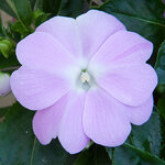 Укорененные черенки Бальзамина, Impatiens Sel® ColorPower Lavender