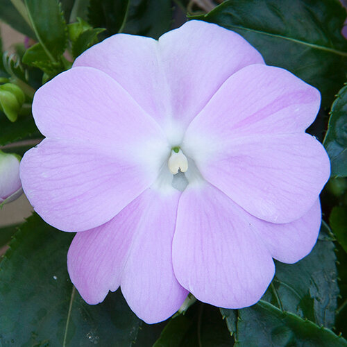 Укорененные черенки Бальзамина, Impatiens Sel® ColorPower Lavender