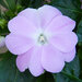 Укорененные черенки Бальзамина, Impatiens Sel® ColorPower Lavender