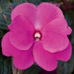 Укорененные черенки Бальзамина, Impatiens Sel® ColorPower Magenta