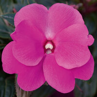 Укорененные черенки Бальзамина, Impatiens Sel® ColorPower Magenta