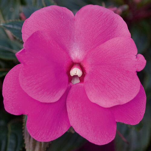 Укорененные черенки Бальзамина, Impatiens Sel® ColorPower Magenta