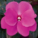 Укорененные черенки Бальзамина, Impatiens Sel® ColorPower Magenta