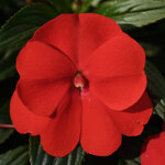 Укорененные черенки Бальзамина, Impatiens Sel® ColorPower Orange Red Locarno