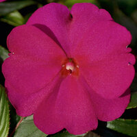 Укорененные черенки Бальзамина, Impatiens Sel® ColorPower Purple Blue
