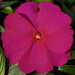Укорененные черенки Бальзамина, Impatiens Sel® ColorPower Purple Blue