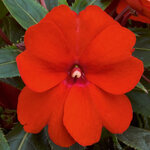 Укорененные черенки Бальзамина, Impatiens Sel® ColorPower Red Firenze