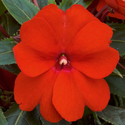 Укорененные черенки Бальзамина, Impatiens Sel® ColorPower Red Firenze