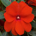Укорененные черенки Бальзамина, Impatiens Sel® ColorPower Red Firenze