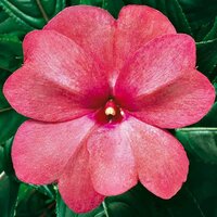 Укорененные черенки Бальзамина, Impatiens Sel® ColorPower Rose