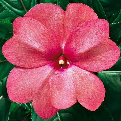 Укорененные черенки Бальзамина, Impatiens Sel® ColorPower Rose