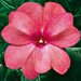 Укорененные черенки Бальзамина, Impatiens Sel® ColorPower Rose