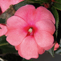 Укорененные черенки Бальзамина, Impatiens Sel® ColorPower Salmon Pink