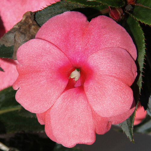 Укорененные черенки Бальзамина, Impatiens Sel® ColorPower Salmon Pink
