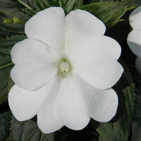 Укорененные черенки Бальзамина, Impatiens Sel® ColorPower White